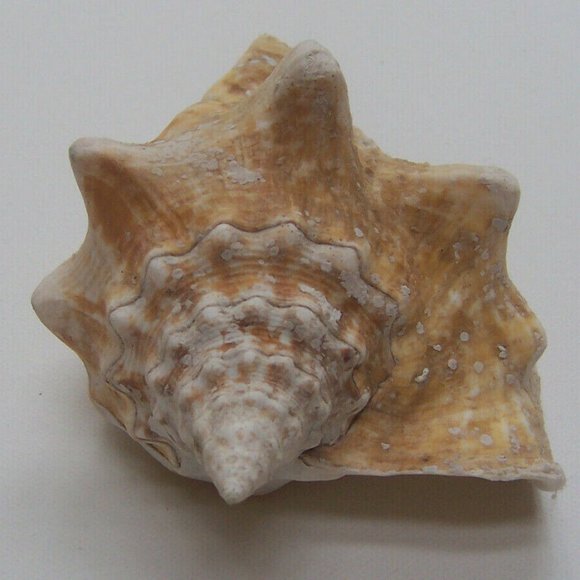 Large Conch Shells - Picture 4 of 5
